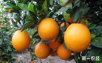 ʾʩʵȷ
