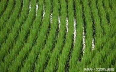 水稻钾肥施用注意要点