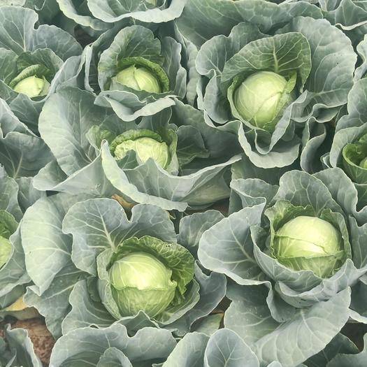 �������߲�ʩ������Щ���ɣ��������߲˵��������