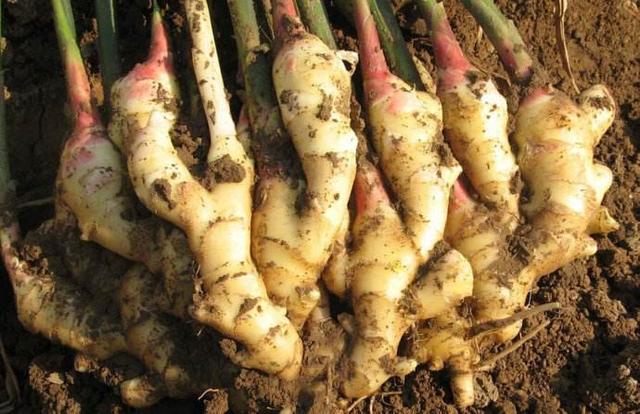 ��ʩ����Ҫע����Щ���⣿�󽪺�����ʩ�ʷ���