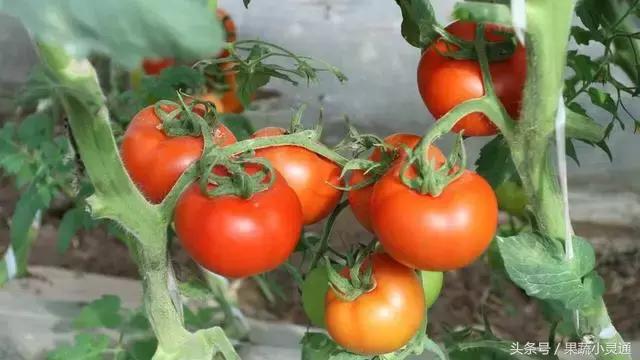 ���﷬��ʩ�ʷ���