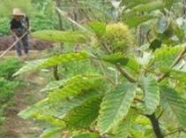 �׷�Ʒ�ֽ��ܣ���ͬ�׷�Ʒ�ֵ����ʼ�ʩ�÷�Χ