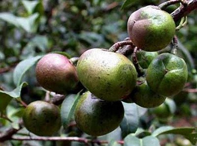 2020年茶油树种植前景怎么样？茶油树种植方法有哪些