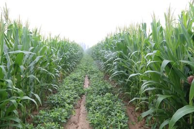 玉米应该怎样去施肥？玉米平衡施肥技术！