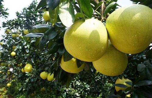 蜜柚施用采果肥有什么目的？应该如何正确施用？