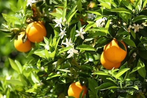 橙子树在不同阶段应该如何施肥？橙子树施肥技术！