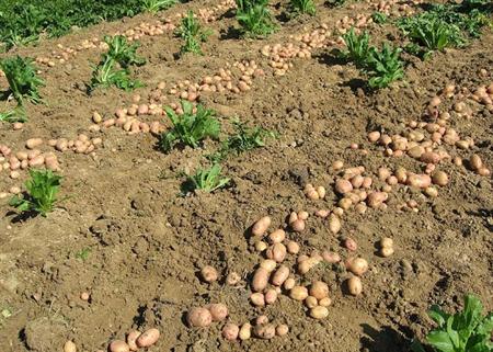 种植马铃薯应该如何施肥？需要注意什么？