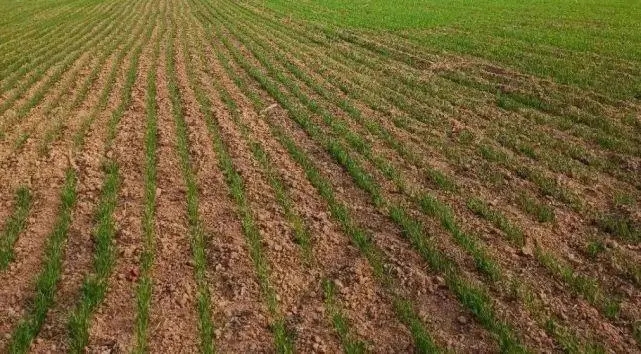 《2022年“土里捂”小麦春管促生长技术意见》发布