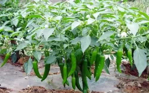 辣椒可以与其他作物混种吗？辣椒种植技术！