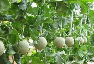 香瓜种植方法是什么？香瓜种植如何管理？