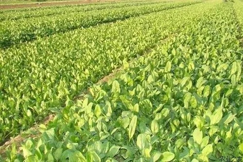 菠菜种植农家肥和化肥哪个肥效好？