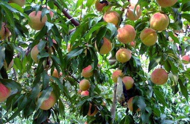 桃树膨大期应该施什么肥？
