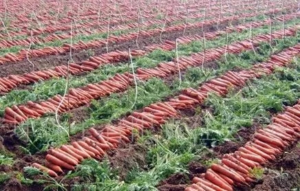 胡萝卜如何施肥高产？胡萝卜施肥方法是什么？