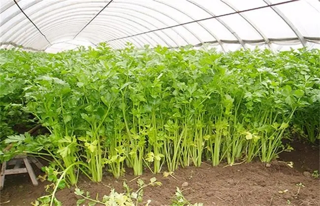 芹菜的需肥特点和高产施肥技术是什么？