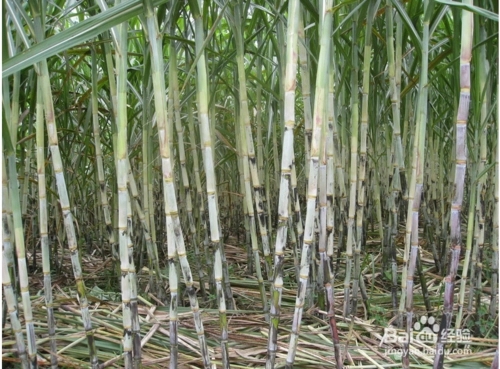 甘蔗不同生长期应如何施肥？需肥规律是什么？