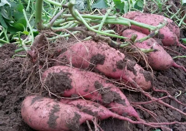 红薯怎么施肥能高产？红薯高产施肥方法是什么？