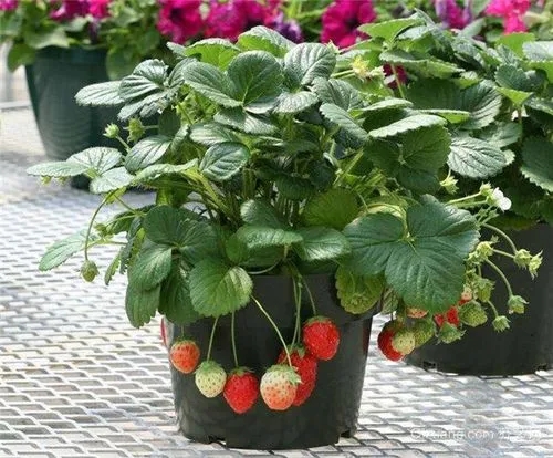 盆栽草莓如何种植？有哪些种植方法？