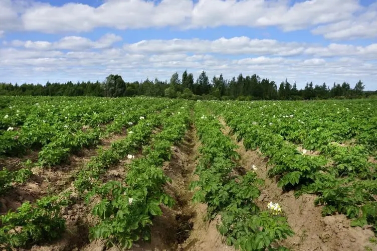 土豆种植是如何施肥的？土豆施肥技术！