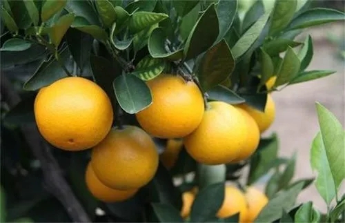 橙子树的如何进行肥水管理？橙子树种植！