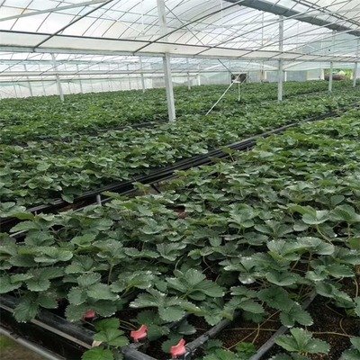草莓苗期肥害原因是什么？如何解决草莓苗期肥害？