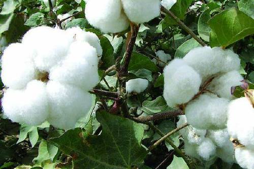 棉花产量低受哪些因素影响？棉花种植技术！