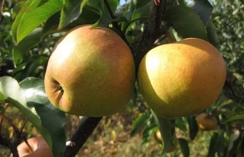 苹果梨该如何种植？苹果梨种植管理技术！