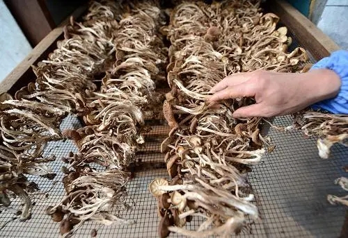 茶树菇种植技术有哪些？快来看看吧！