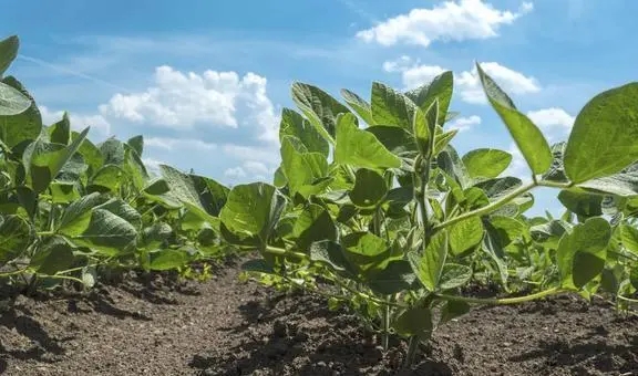 春季大豆如何施肥，大豆才会实现高产？