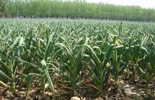 套种玉米如何施肥?套种玉米的施肥方法！