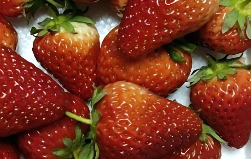 大棚草莓如何施肥？2024大棚草莓施肥方案！