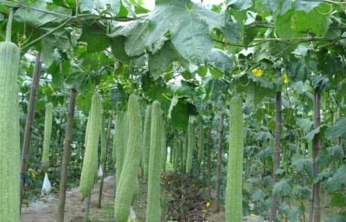 丝瓜如何施肥高产？丝瓜高产施肥技术