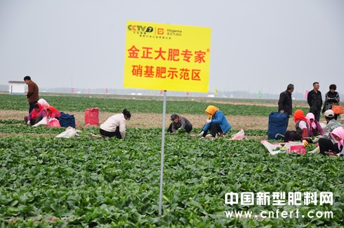 2、金正大硝基肥示范区菠菜长势喜人.jpg