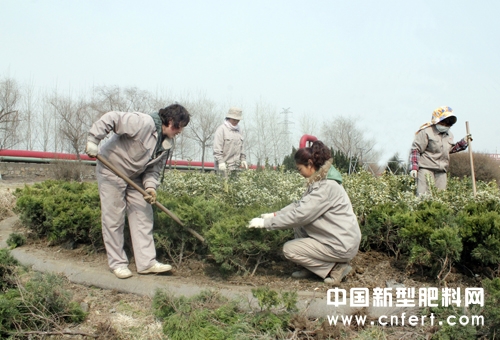 图为该公司员工在栽植小龙柏.jpg