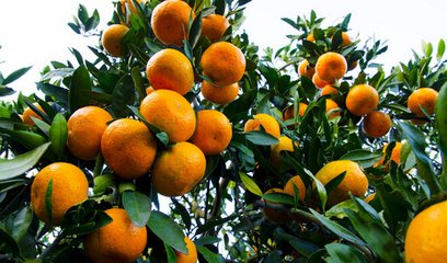 重庆开展柑橘有机肥替代化肥技术培训