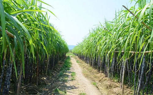 һֱ�������ɡ���ҩ���ֻ����ˣ�