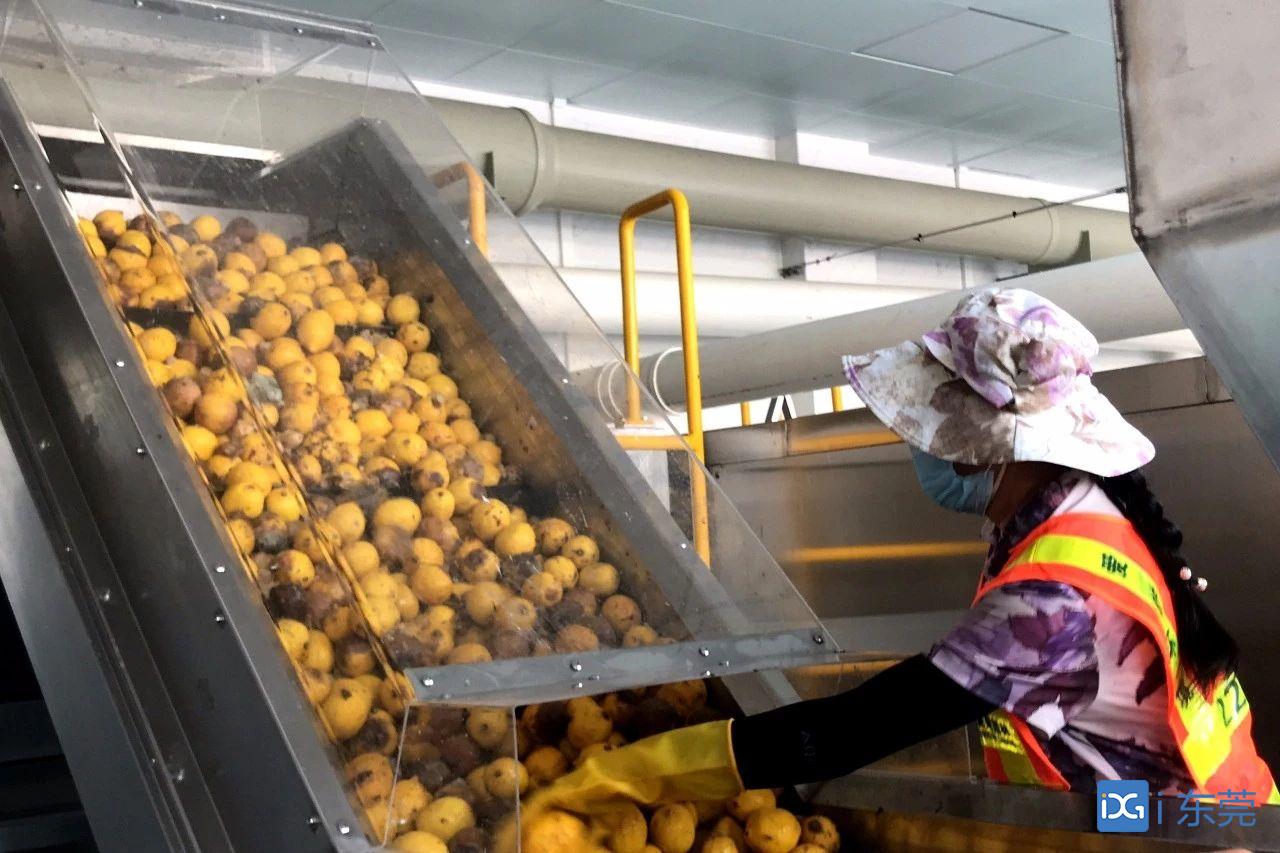 东莞首个果蔬易腐垃圾处理中心投入使用 一天“吃”掉20吨垃圾 “吐”出1.5吨有机肥