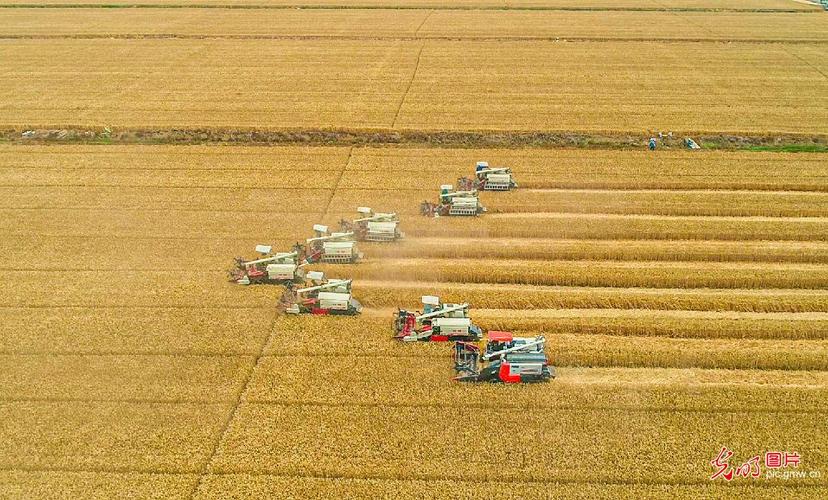 全国“三夏”麦收进度过半