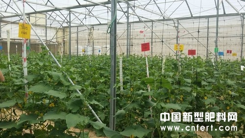 金正大在Arava农业研究中心的黄瓜试验田.jpg
