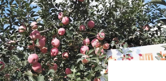 image004.gif